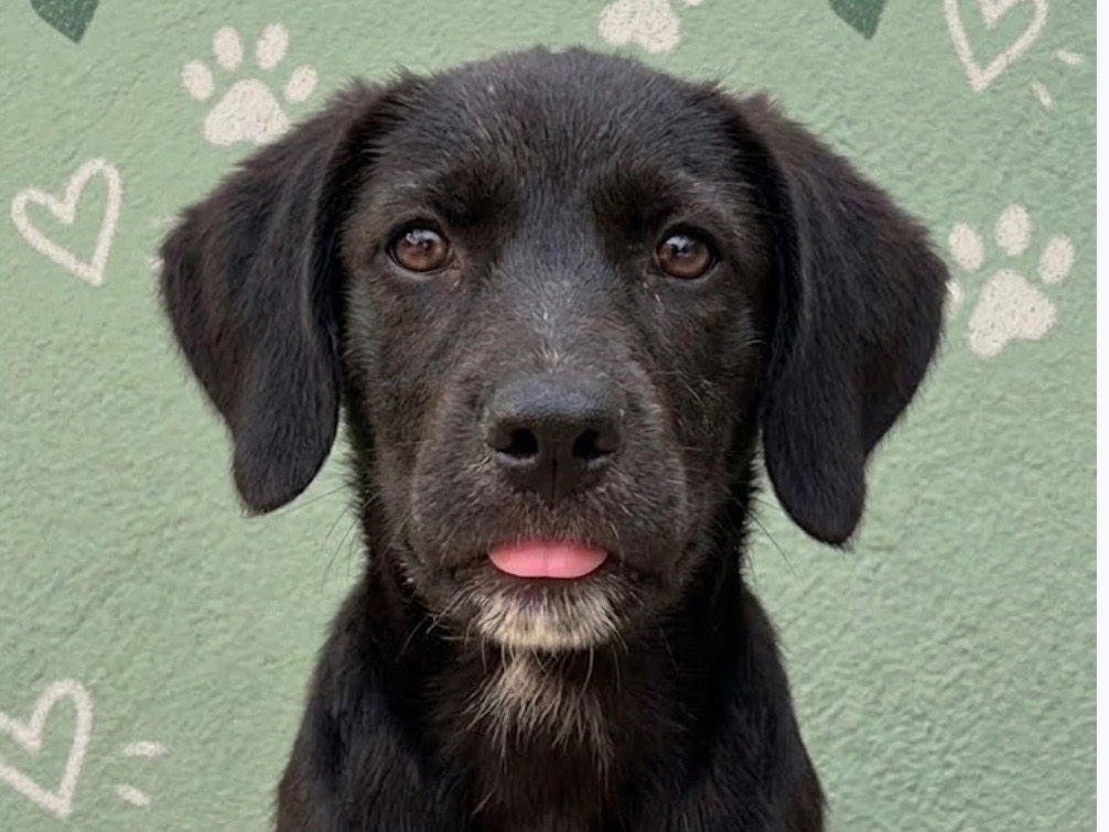 Adotta un cane, taglia media, maschio, Sud