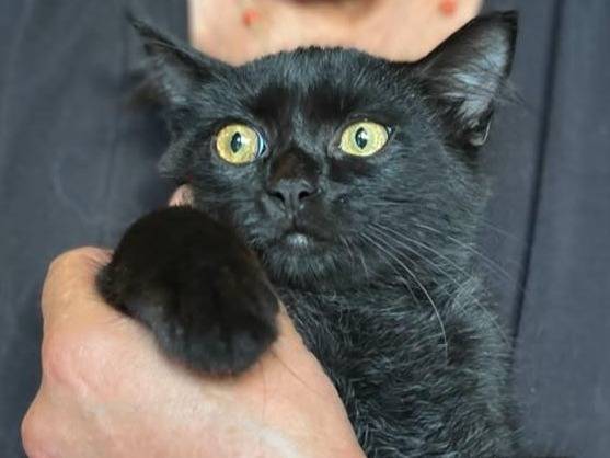 Adotta un gatto, maschio, 4 mesi, Catanzaro