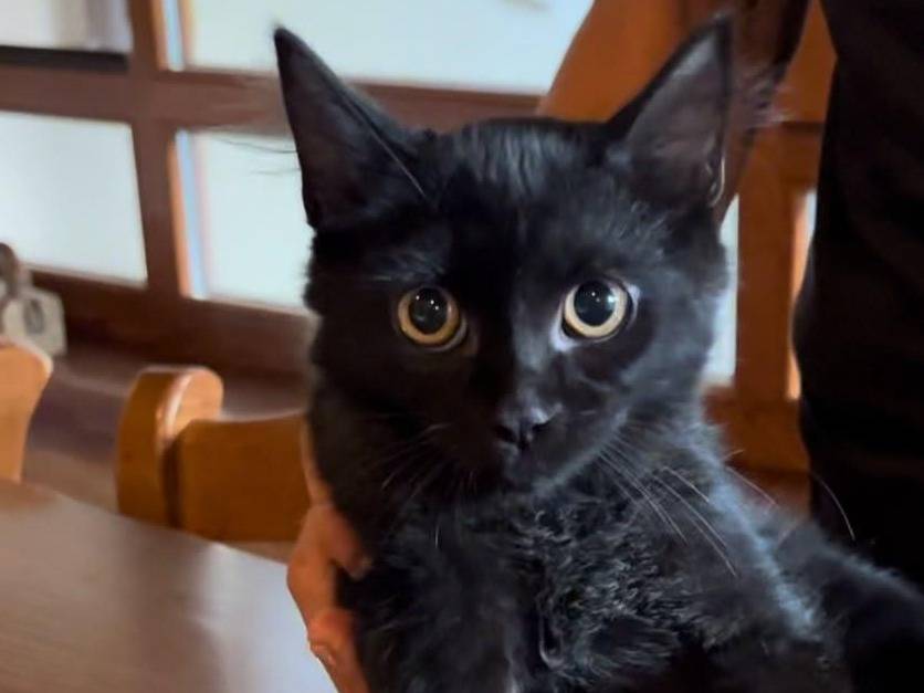 Adotta un gatto, taglia non valida, maschio, Catanzaro