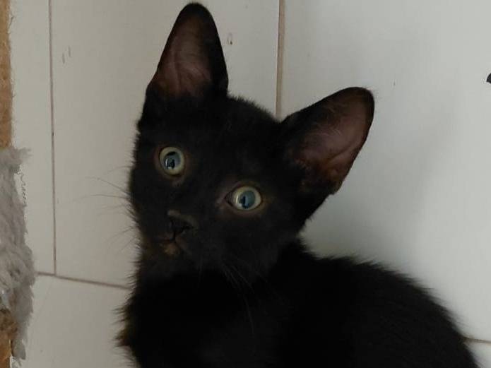 Adozione gatto, femmina, Razza sconosciuta Razza sconosciuta, 2 mesi, taglia non valida, Catanzaro