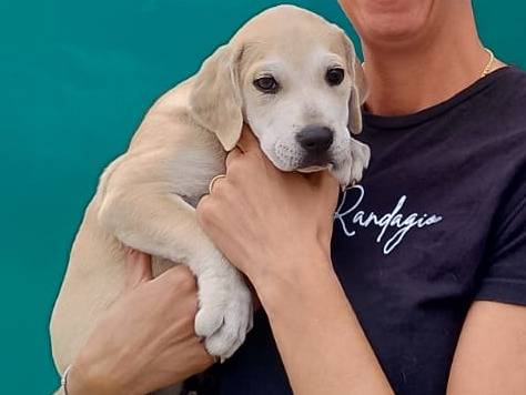 Adozione cane, maschio, Razza sconosciuta Razza sconosciuta, 4 mesi, taglia grande, Siracusa