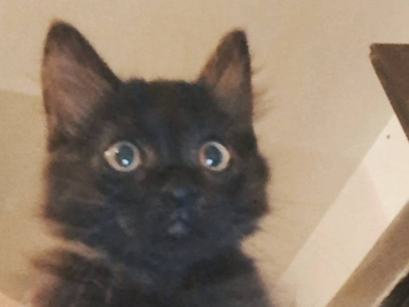 Adozione gatto, femmina, Razza sconosciuta Razza sconosciuta, 3 mesi, taglia non valida, Roma