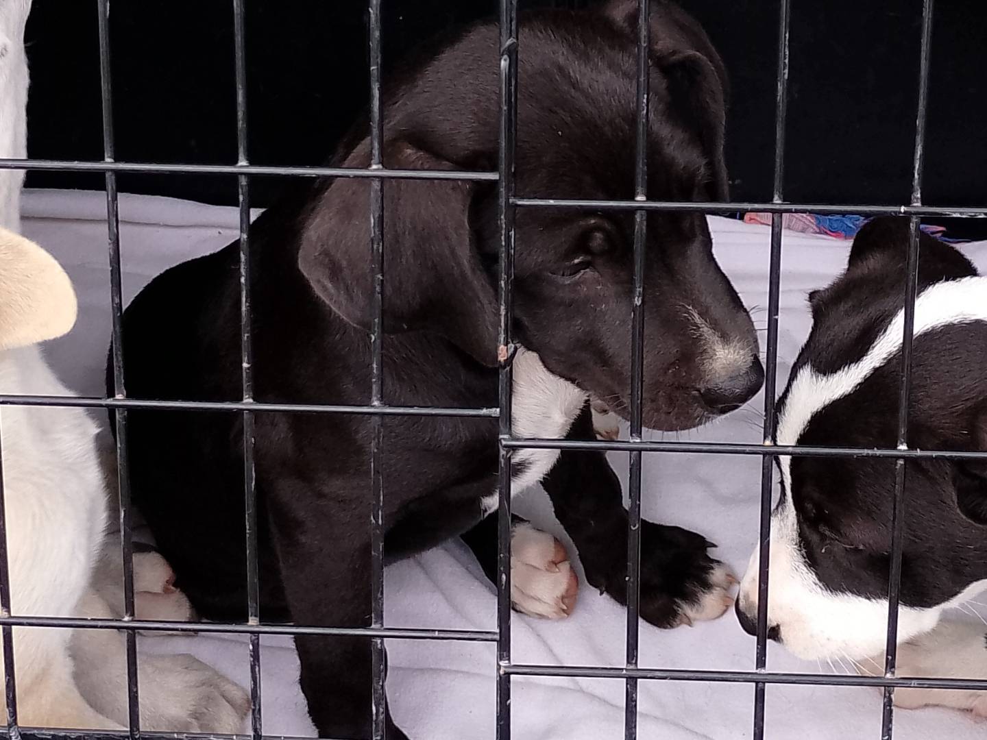 Adozione cane, femmina, Razza sconosciuta Razza sconosciuta, 4 mesi, taglia media, Siracusa