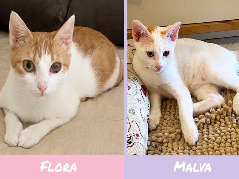 Adozione gatto, femmina, Razza sconosciuta Razza sconosciuta, 4 mesi, taglia non valida, Torino