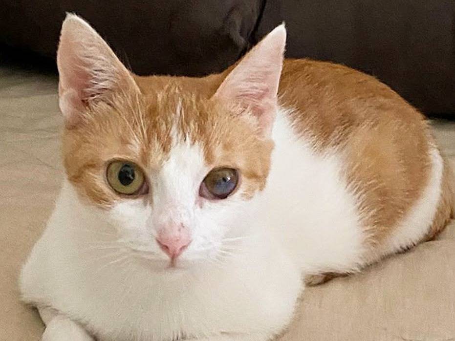 Adotta un gatto, femmina, 4 mesi, Torino