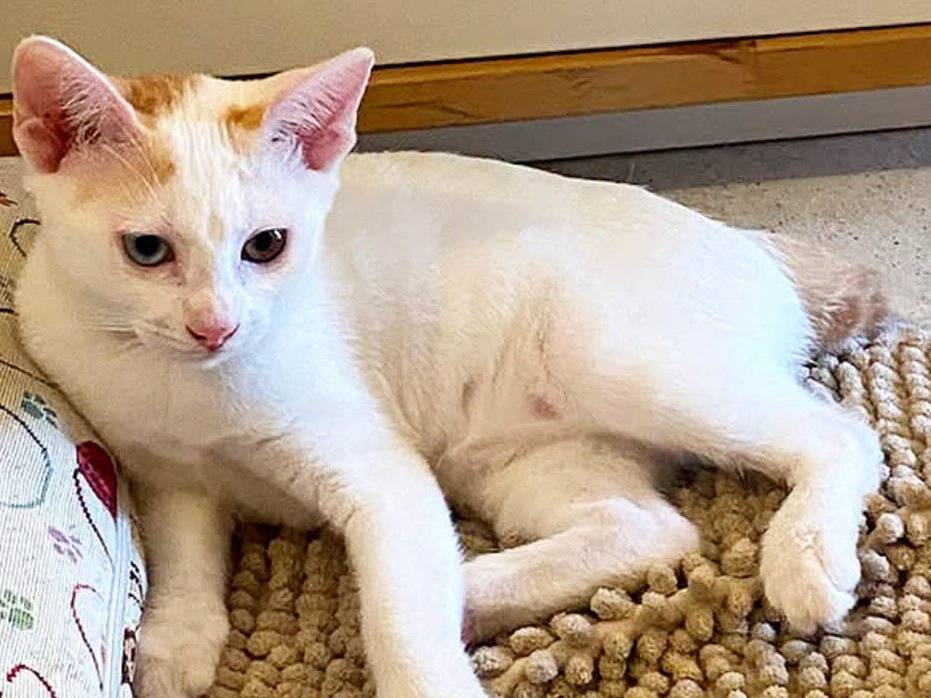 Adotta un gatto, taglia non valida, femmina, Torino