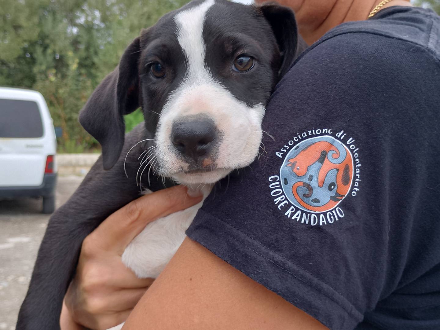 Adozione cane, femmina, Razza sconosciuta Razza sconosciuta, 4 mesi, taglia media, Siracusa