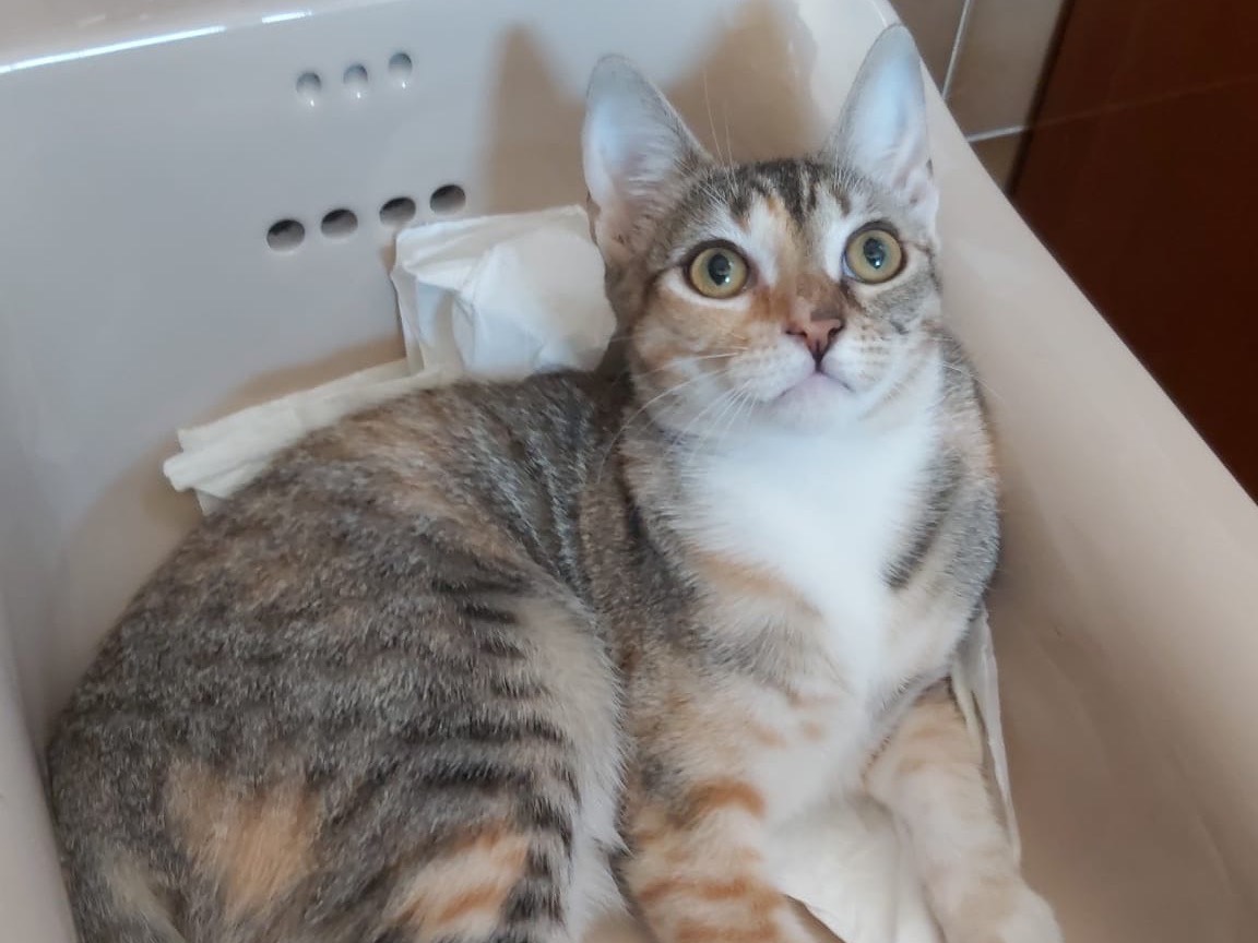 Adozione gatto, femmina, Razza sconosciuta Razza sconosciuta, 4 mesi, taglia non valida, Teramo