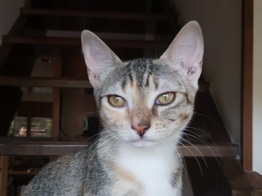 Adotta un gatto, femmina, 4 mesi, Teramo