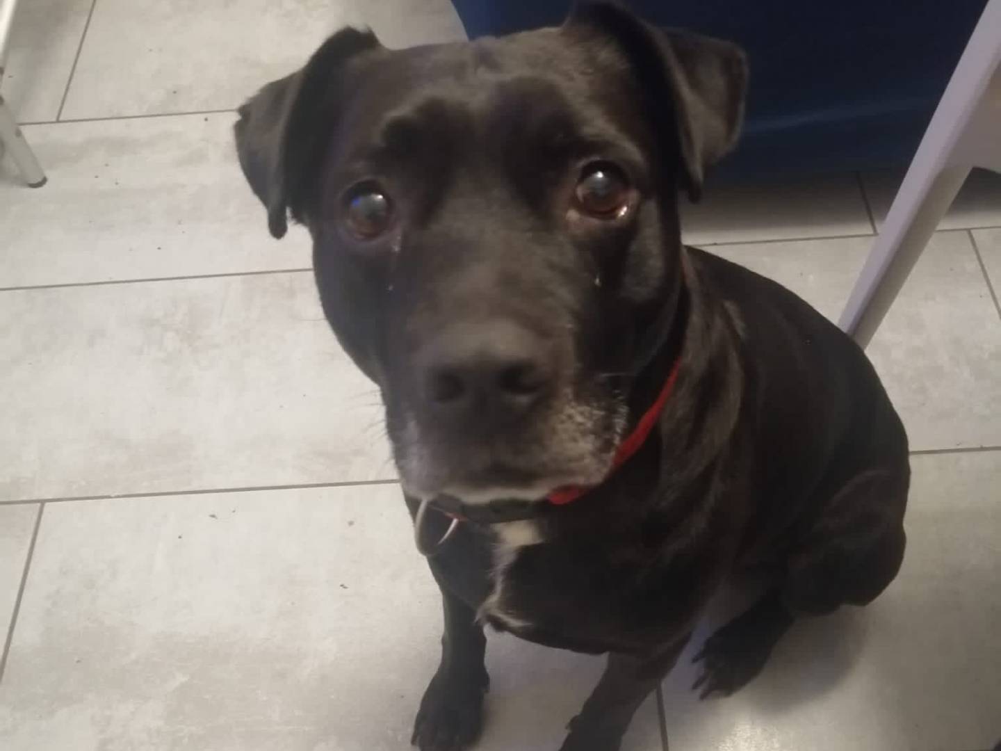 Adotta un cane, maschio, 9 anni e 3 mesi, Caserta