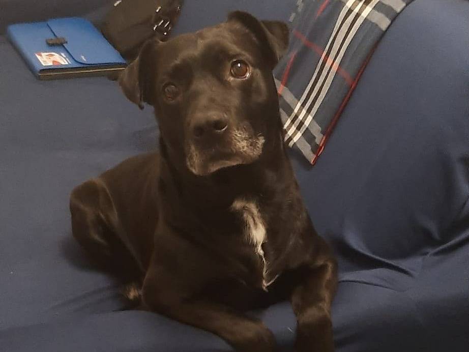 Adozione cane, maschio, Razza sconosciuta Razza sconosciuta, 9 anni e 3 mesi, taglia media, Caserta