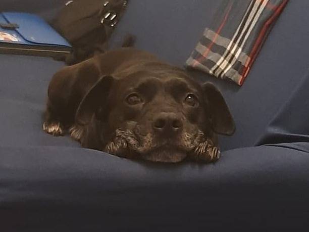 Adotta un cane, taglia media, maschio, Caserta
