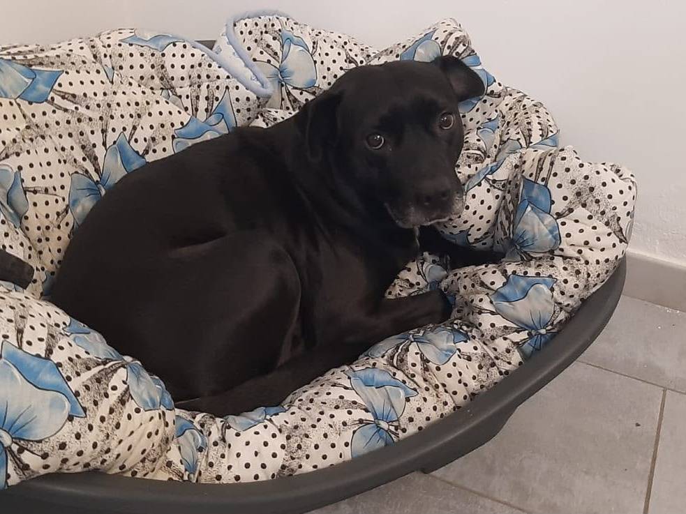 Vuoi adottare un cane a Caserta?