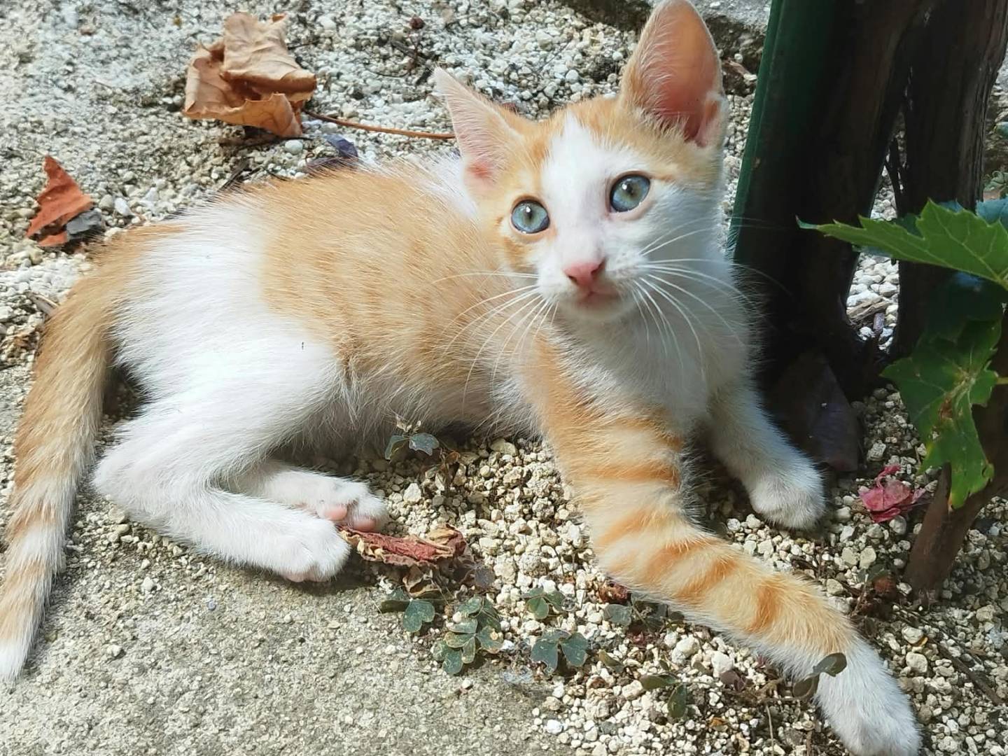 Adozione gatto, femmina, Razza sconosciuta Razza sconosciuta, 2 mesi, taglia non valida, Catanzaro