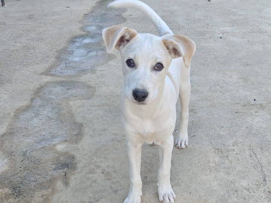 Adozione cane, femmina, Razza sconosciuta Razza sconosciuta, 4 mesi, taglia media, Milano