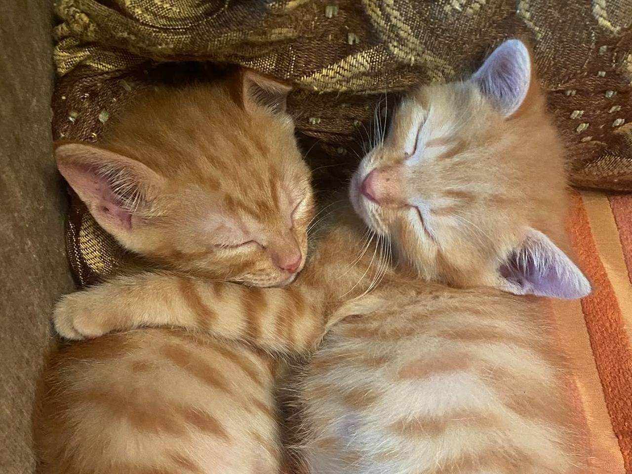 Adozione gatto, femmina, Razza sconosciuta Razza sconosciuta, 2 mesi, taglia non valida, Catanzaro