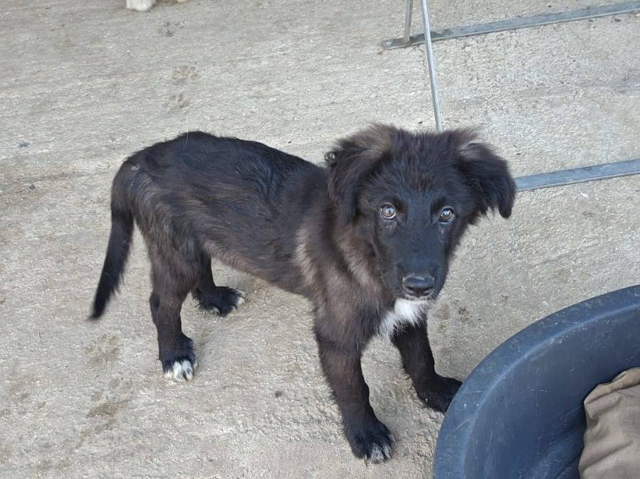 Adozione cane, maschio, Razza sconosciuta Razza sconosciuta, 4 mesi, taglia media, Milano