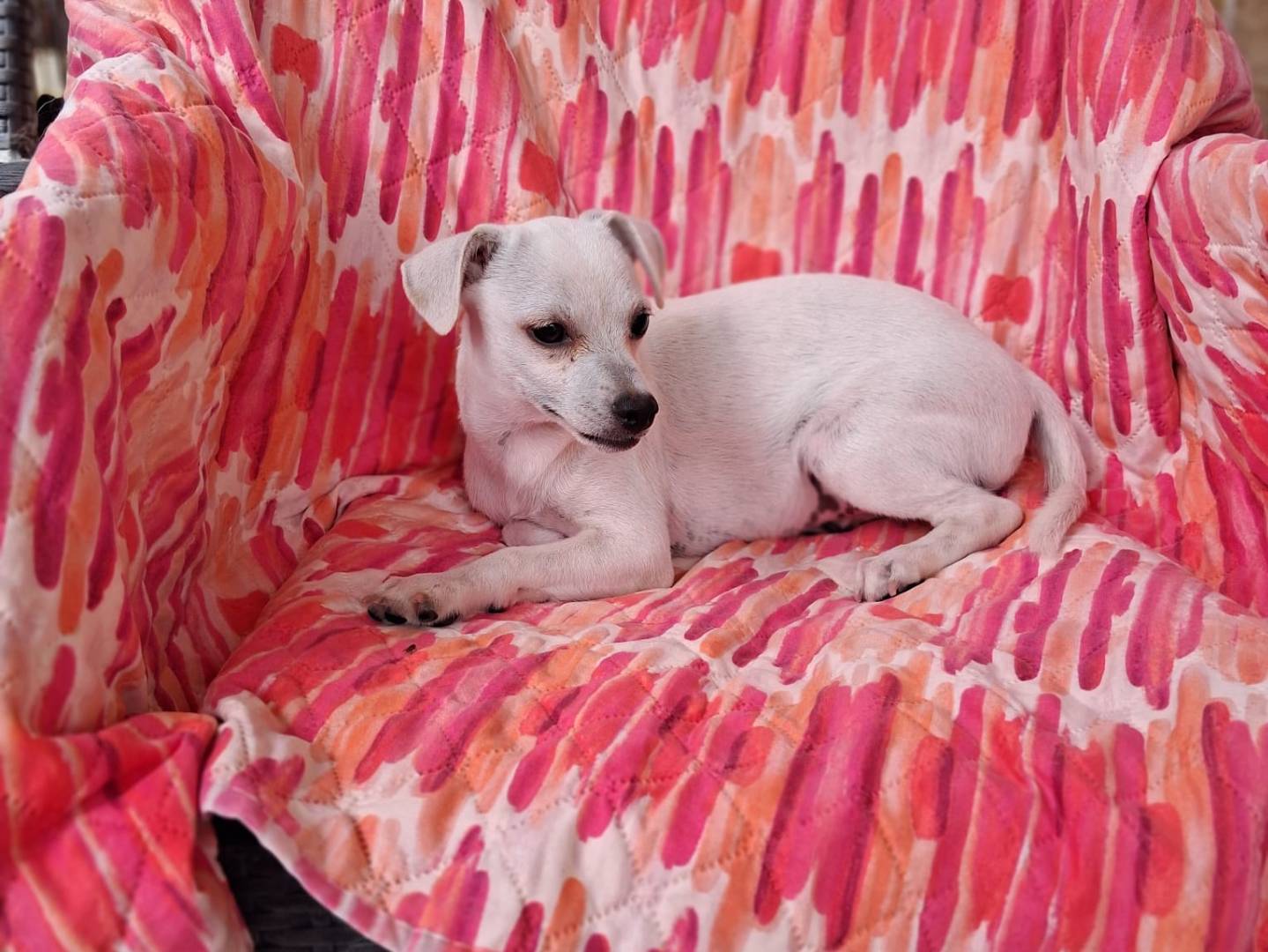 Adotta un cane, taglia piccola, femmina, Milano