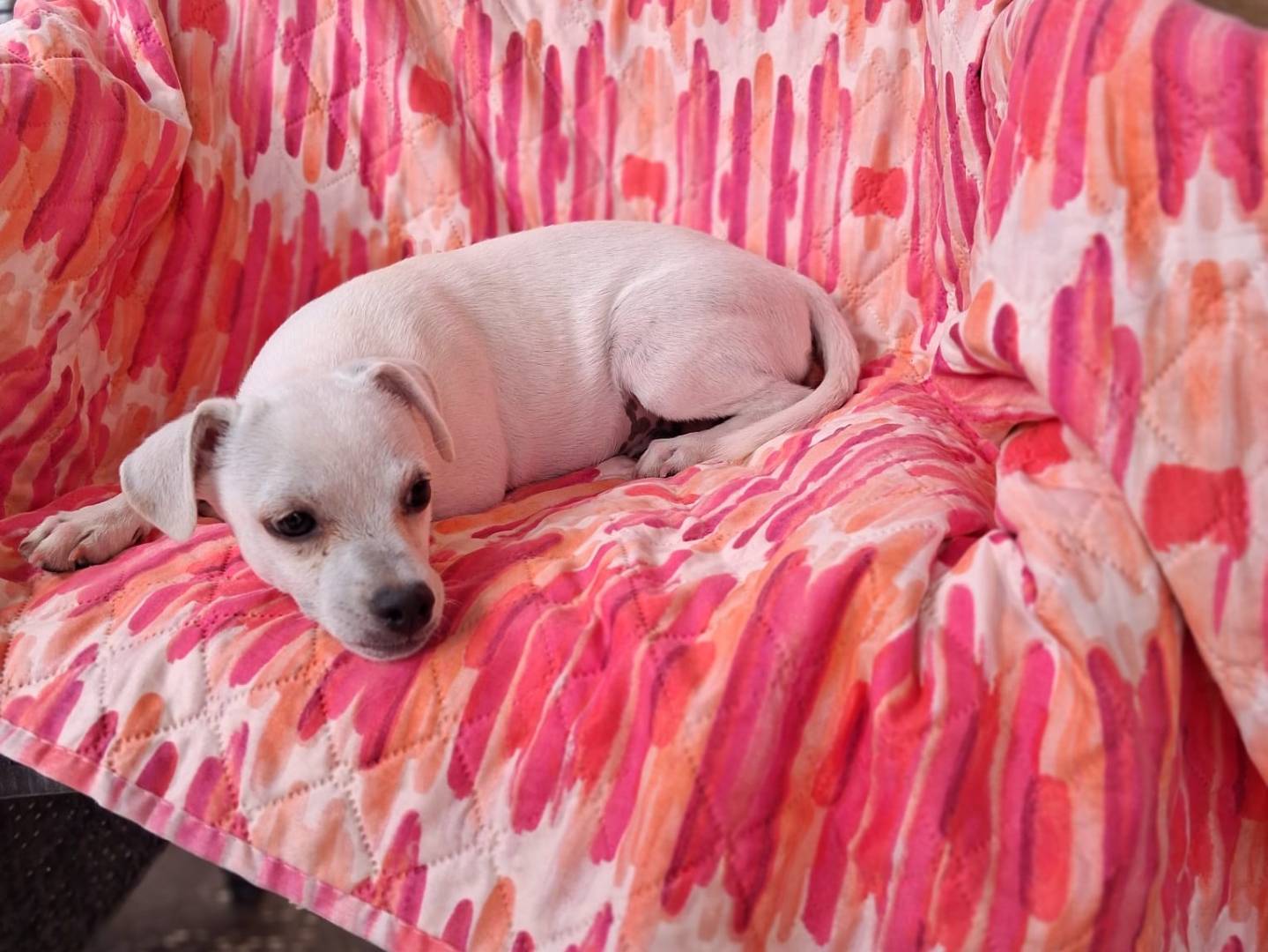 Vuoi adottare un cane a Milano?