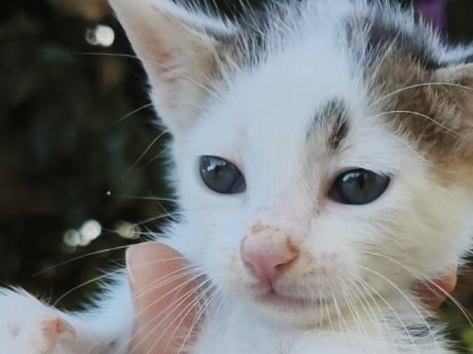 Adozione gatto, maschio, Razza sconosciuta Razza sconosciuta, 2 mesi, taglia non valida, Palermo