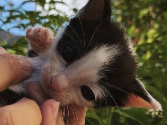 Adozione gatto, maschio, Razza sconosciuta Razza sconosciuta, 2 mesi, taglia non valida, Palermo