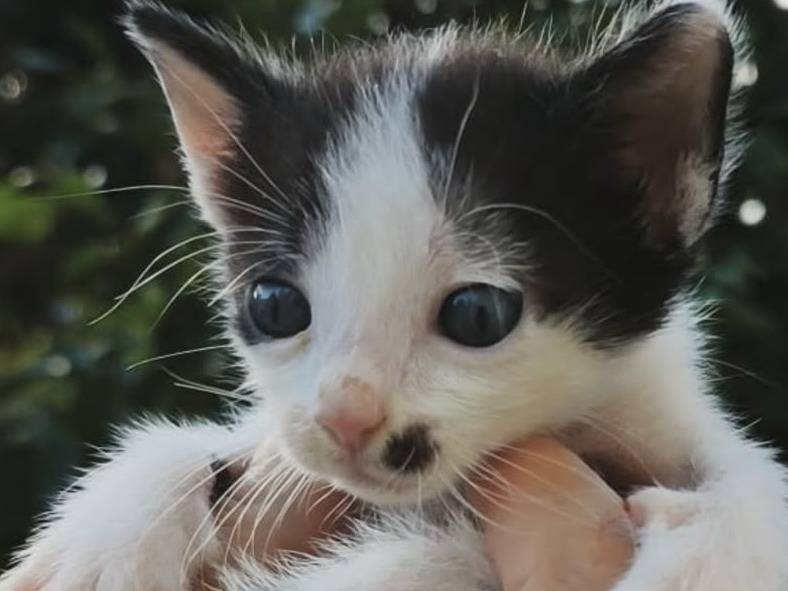 Adozione gatto, femmina, Razza sconosciuta Razza sconosciuta, 2 mesi, taglia non valida, Palermo