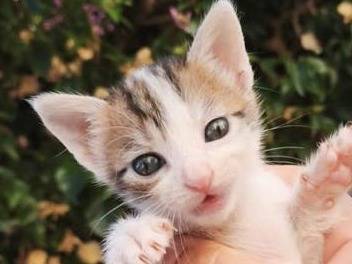 Adozione gatto, femmina, Razza sconosciuta Razza sconosciuta, 2 mesi, taglia non valida, Palermo