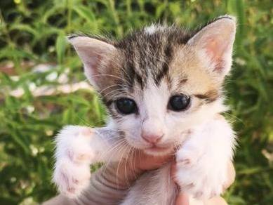 Adozione gatto, femmina, Razza sconosciuta Razza sconosciuta, 2 mesi, taglia non valida, Palermo