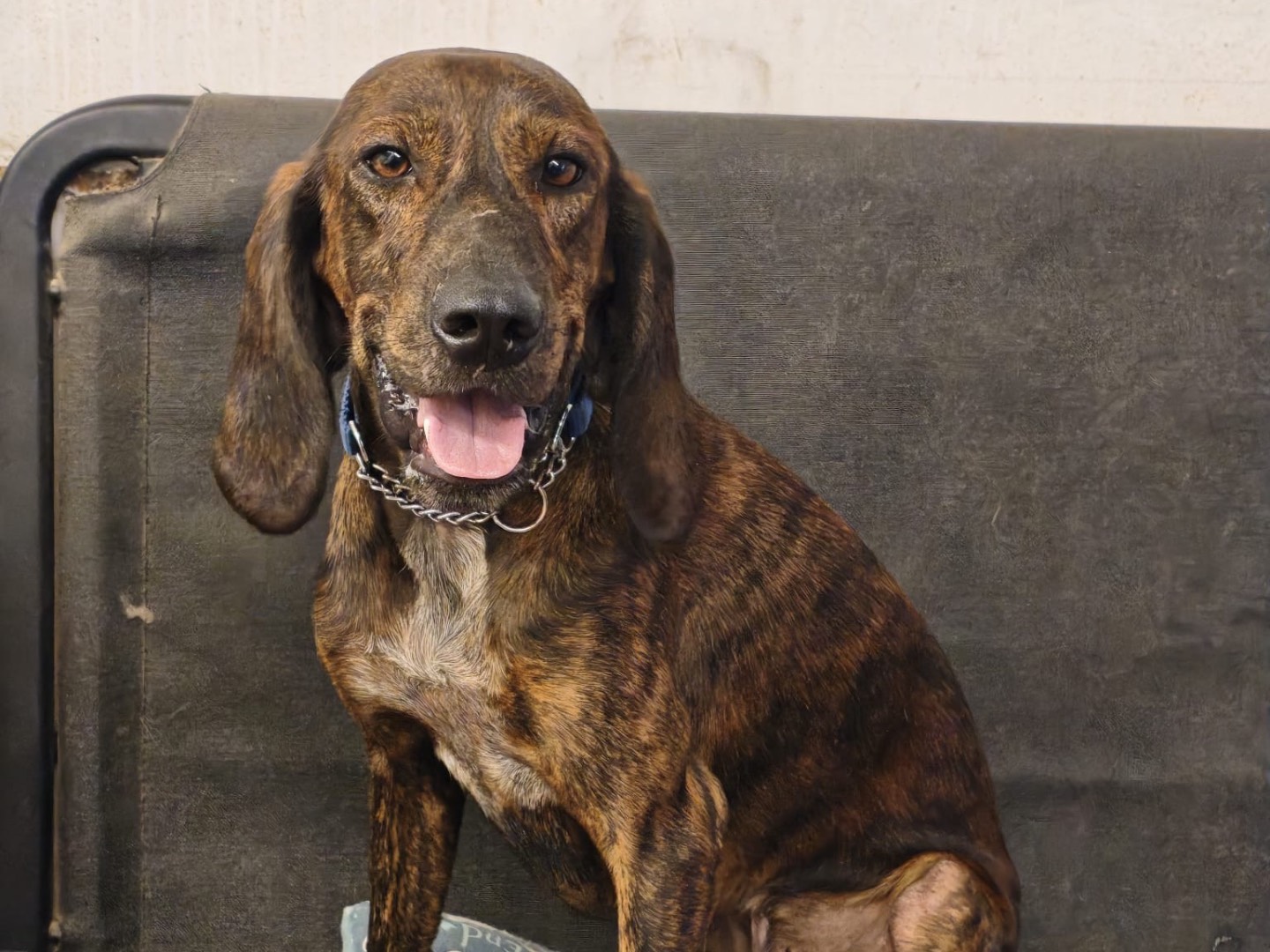Adozione cane, maschio, Segugio maremmano Razza sconosciuta, 4 anni e 6 mesi, taglia media contenuta, Roma