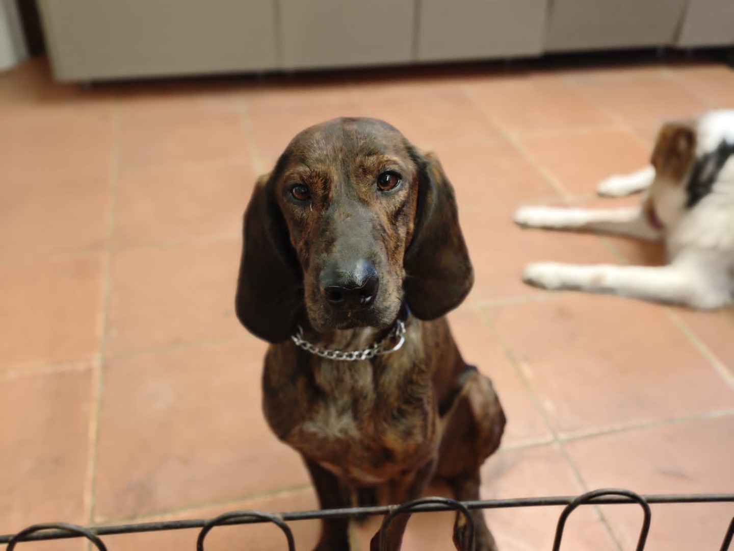 Adotta un cane, maschio, 4 anni e 6 mesi, Roma