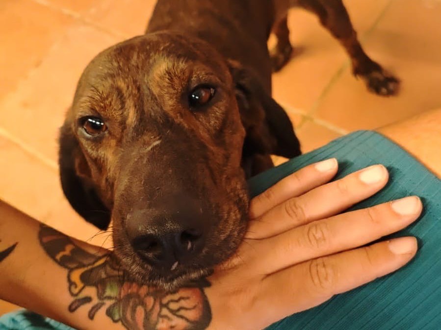 Adotta un cane, taglia media contenuta, maschio, Roma