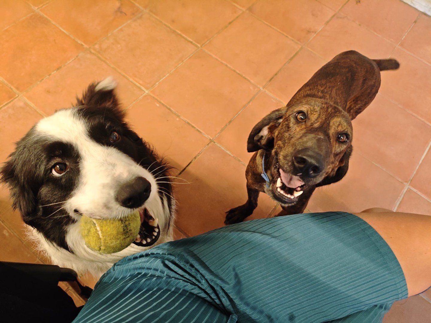 Vuoi adottare un cane a Roma?