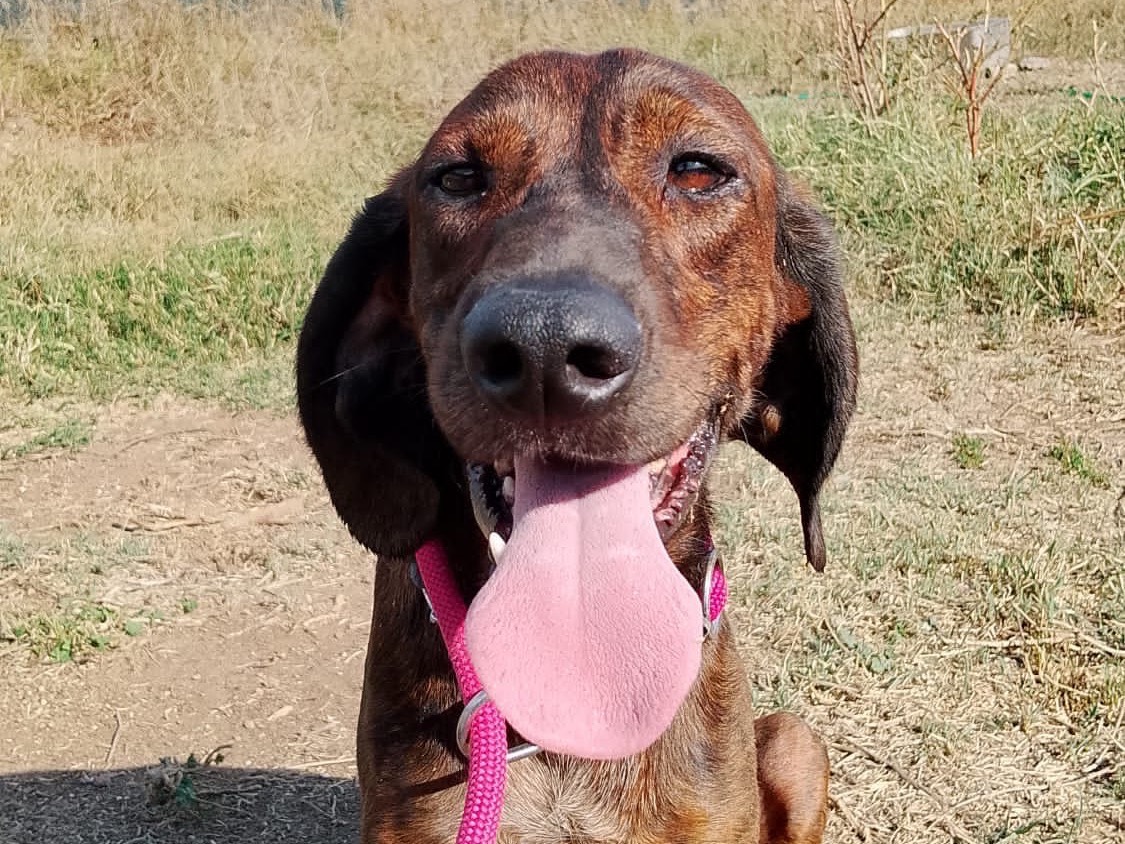 Adotta il cane Ciko a Roma