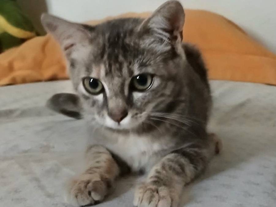 Adozione gatto, femmina, Razza sconosciuta Razza sconosciuta, 3 mesi, taglia non valida, Roma