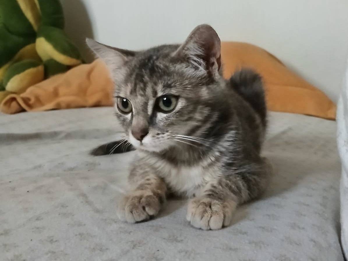 Adotta un gatto, femmina, 3 mesi, Roma