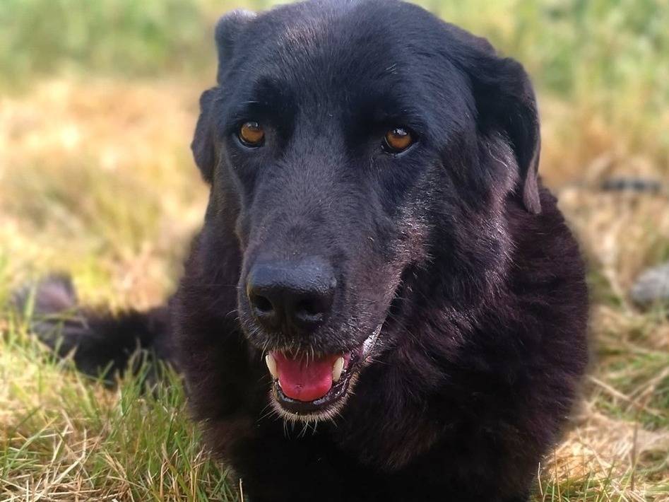 Adozione cane, maschio, Razza sconosciuta Razza sconosciuta, 7 anni e 8 mesi, taglia media, Lodi