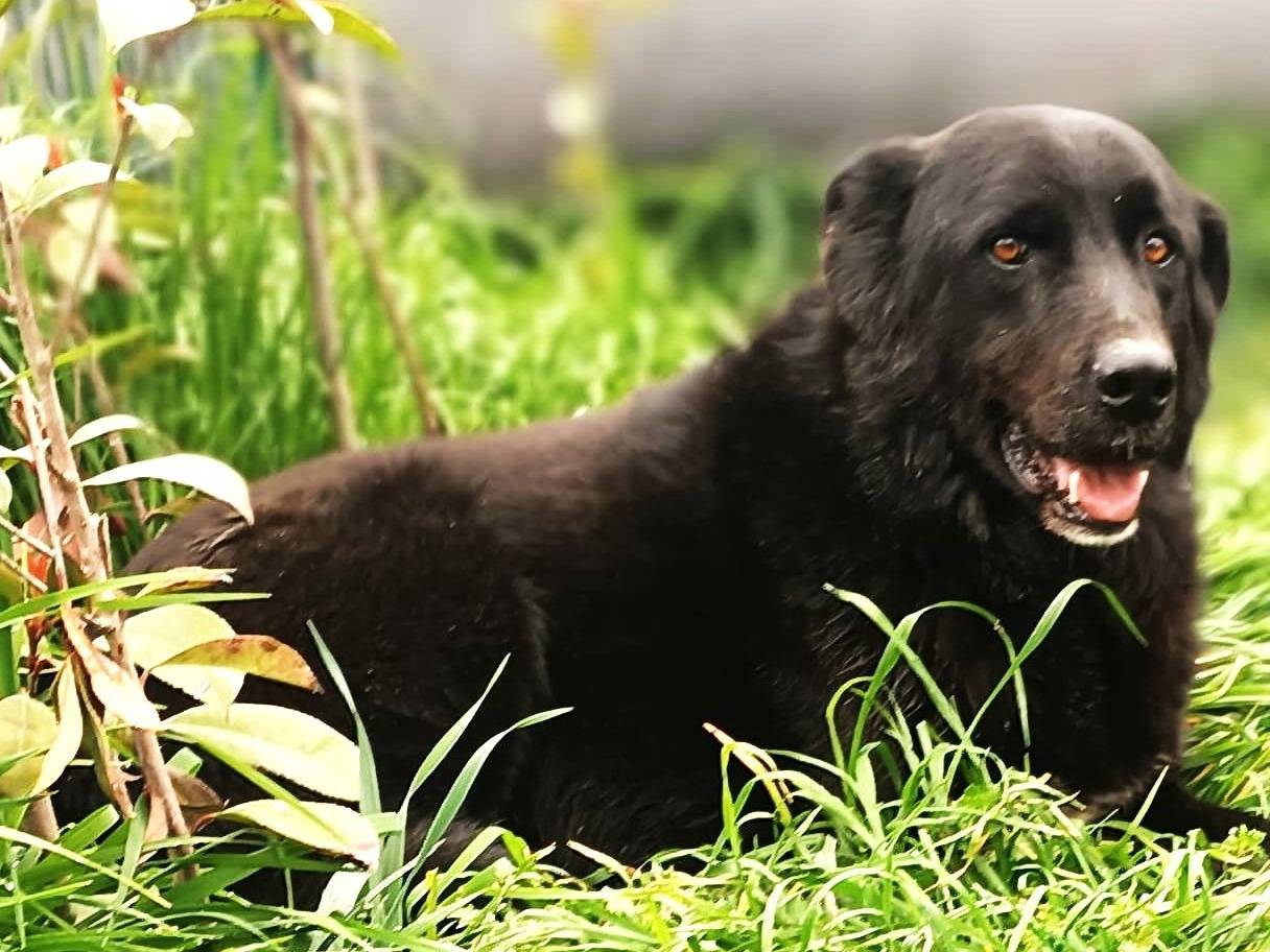 Adotta un cane, taglia media, maschio, Lodi