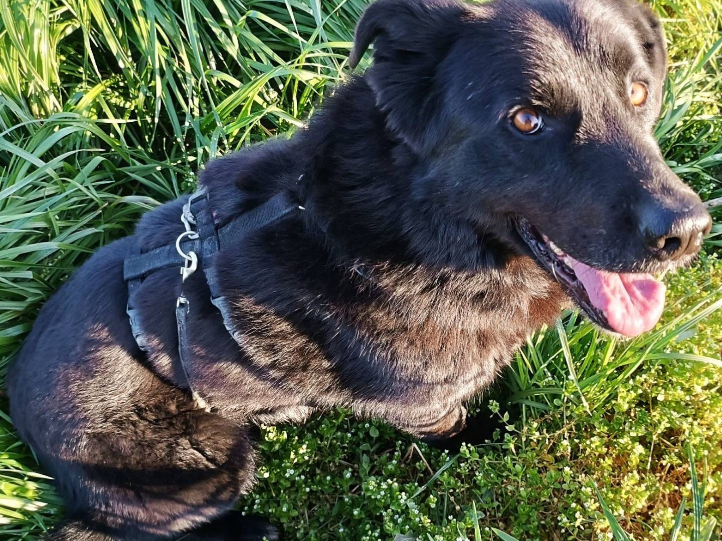Adotta il cane Connor a Lodi
