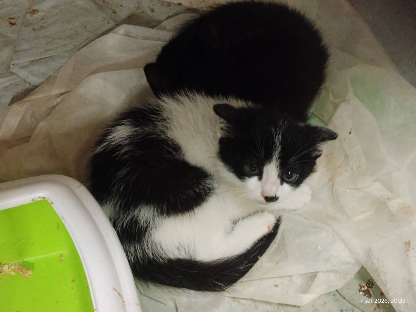 Adozione gatto, maschio, Razza sconosciuta Razza sconosciuta, 3 mesi, taglia non valida, Roma