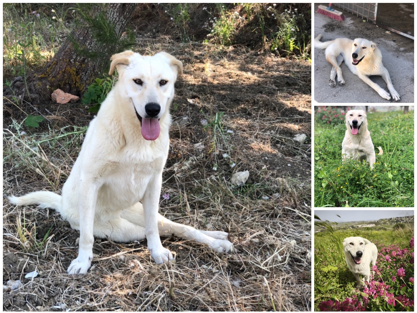 Adozione cane, femmina, Razza sconosciuta Razza sconosciuta, 4 anni e 4 mesi, taglia media, Agrigento