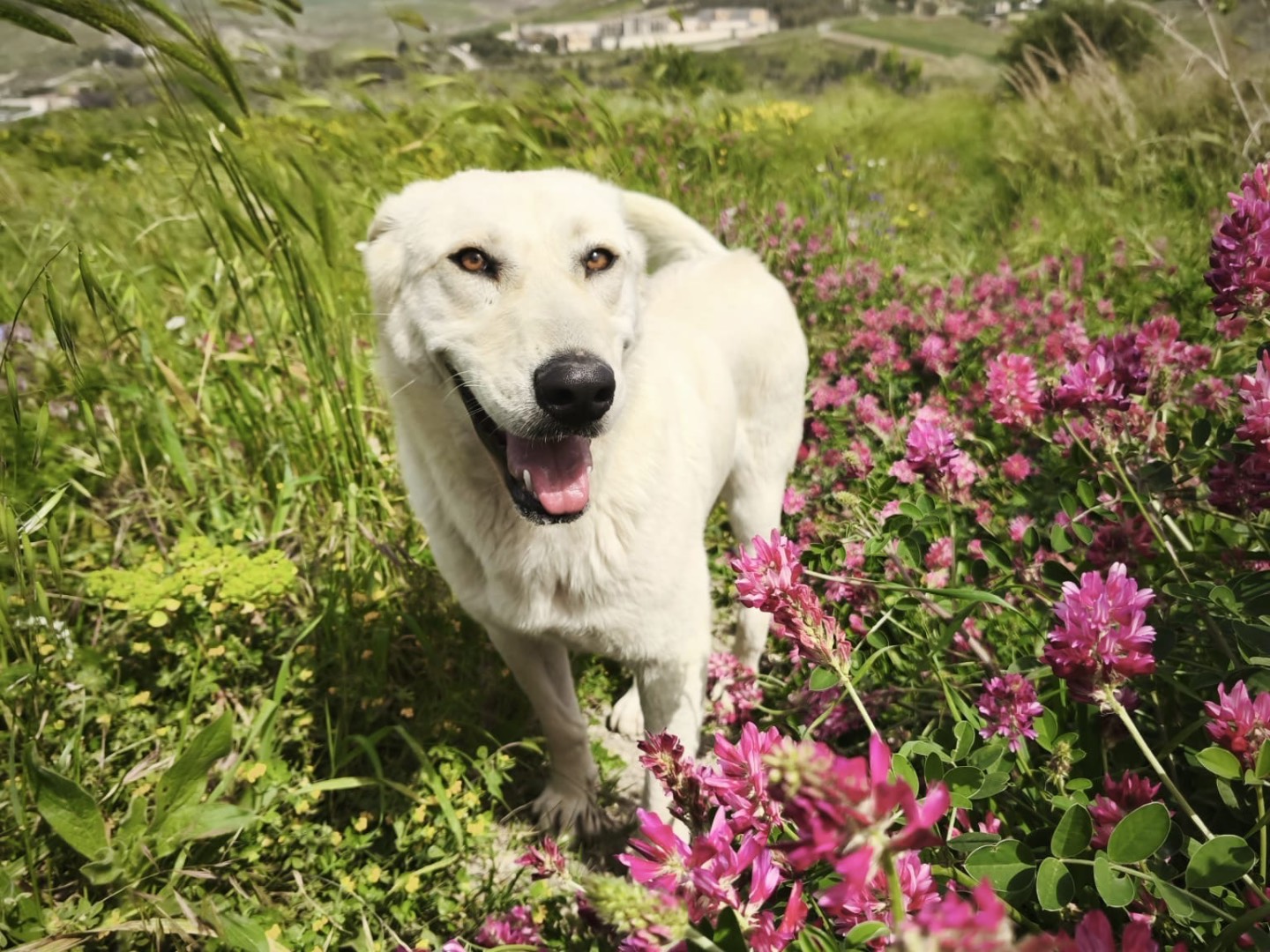 Adotta un cane, femmina, 4 anni e 4 mesi, Agrigento