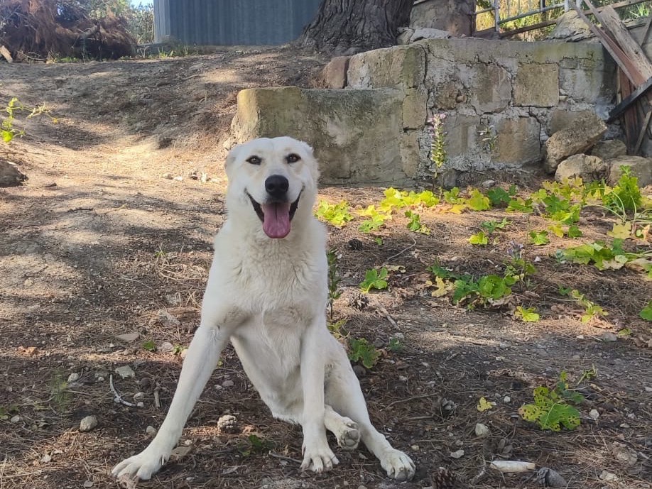 Adotta un cane, taglia media, femmina, Agrigento