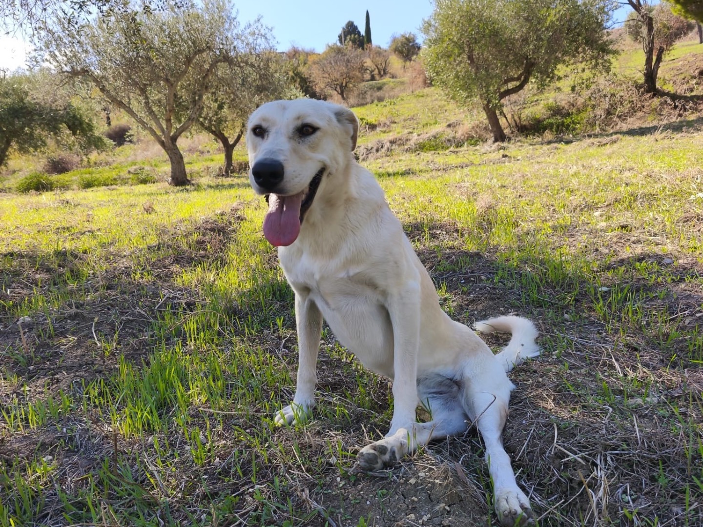 Vuoi adottare un cane a Agrigento?