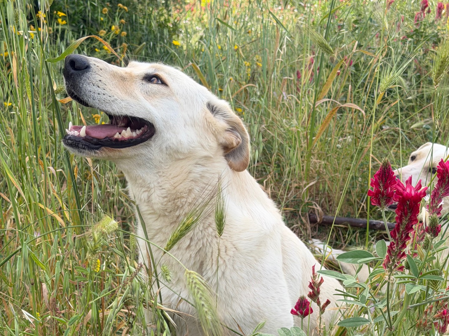 Adotta il cane Vita  a Agrigento