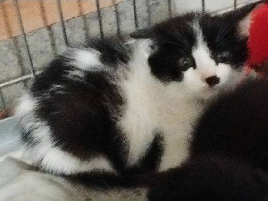 Adotta un gatto, maschio, 3 mesi, Roma