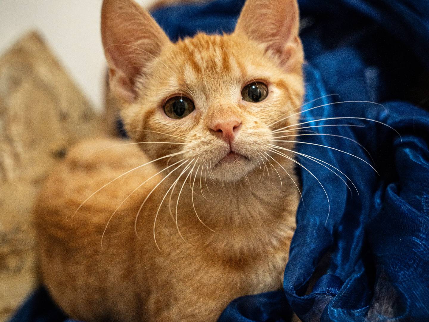 Adozione gatto, maschio, Razza sconosciuta Razza sconosciuta, 5 mesi, taglia non valida, Bari