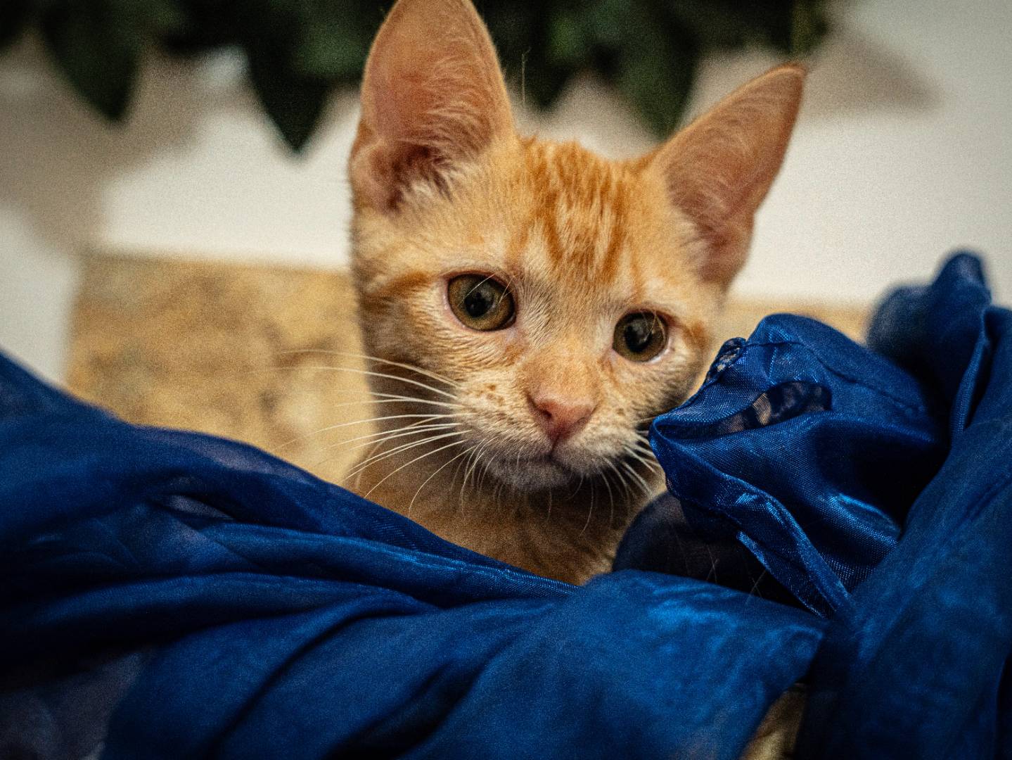 Adotta un gatto, taglia non valida, maschio, Bari