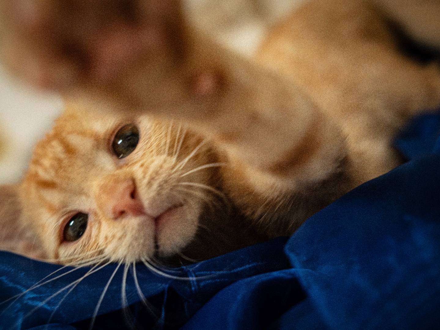 Adotta un gatto, maschio, 5 mesi, Bari
