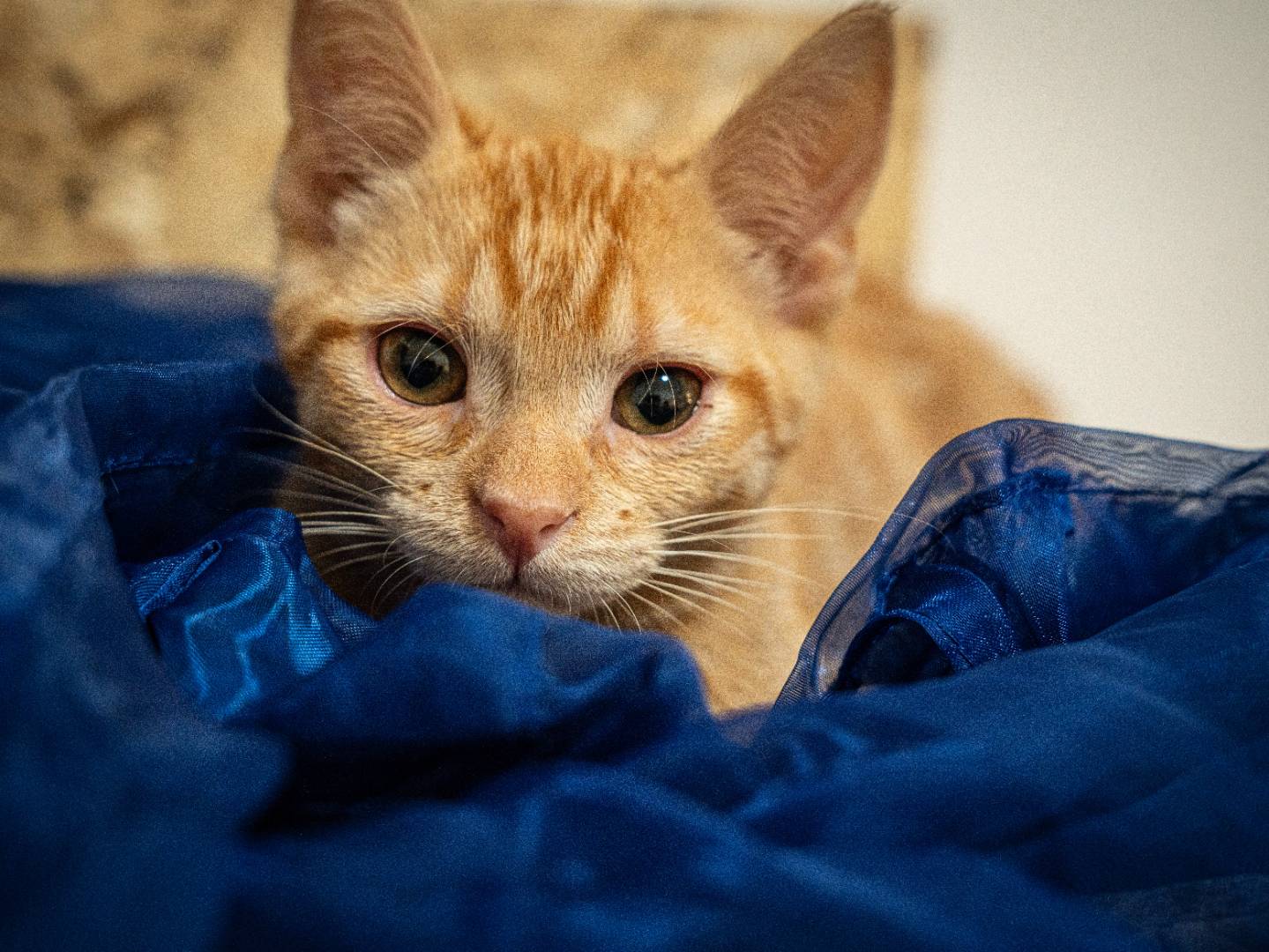 Vuoi adottare un gatto a Bari?
