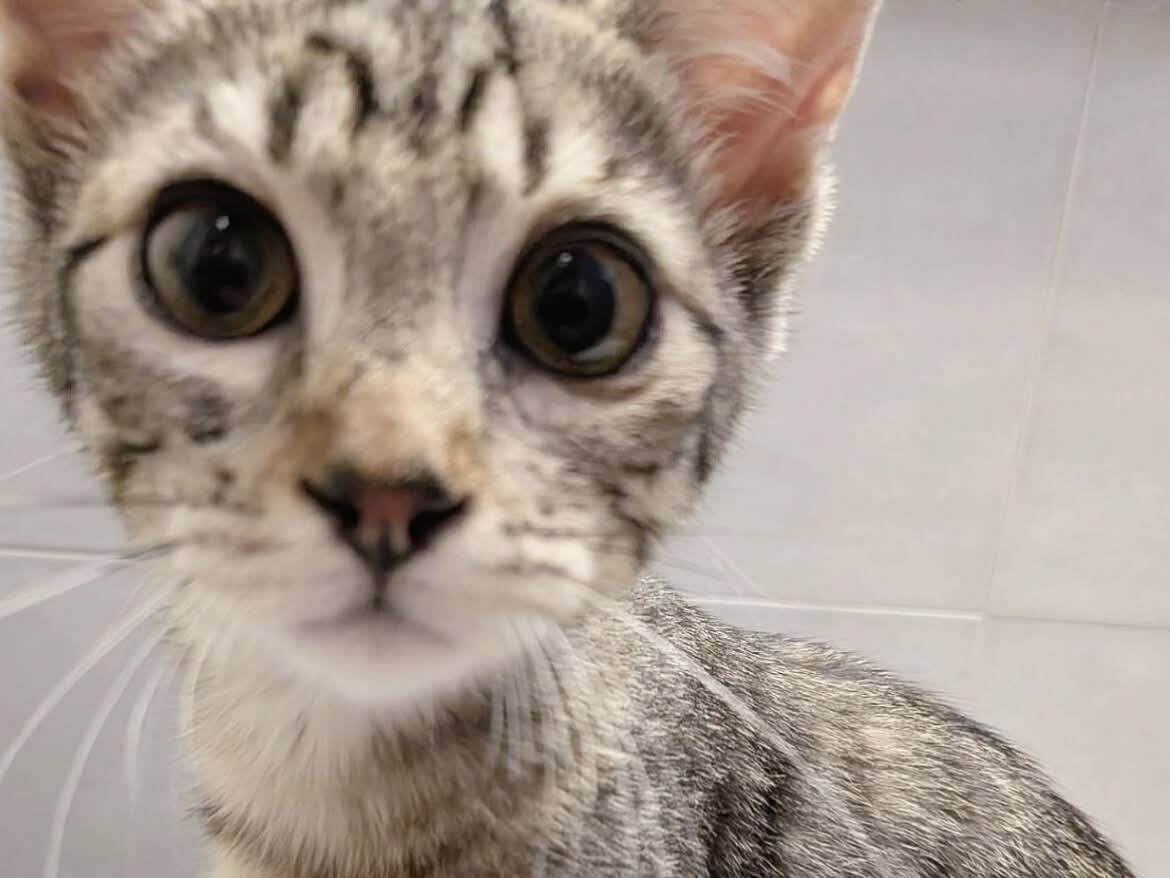 Adozione gatto, femmina, Razza sconosciuta Razza sconosciuta, 5 mesi, taglia non valida, Torino